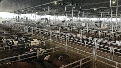 El Índice General de Mercado Agroganadero fue de $2164,260