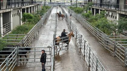 El Índice General de Mercado Agroganadero fue de $2237,882, mientras que el peso promedio general resultó de 412 kilos