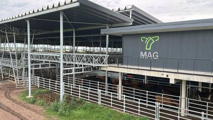 El Índice General de Mercado Agroganadero fue de $2271,197, mientras que el peso promedio general resultó de 426 kilos