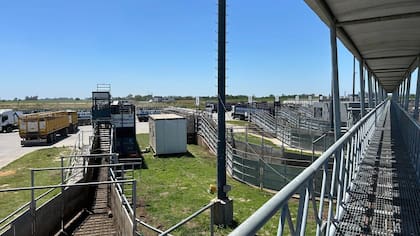 El Índice General del Mercado Agroganadero fue de $1981,025 y el peso promedio general resultó de 421 kilos