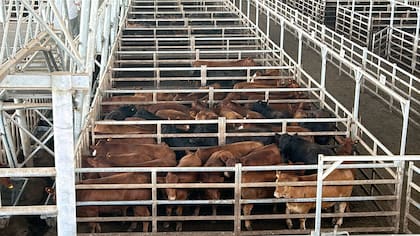 El Índice General del Mercado Agroganadero fue de $2090,055