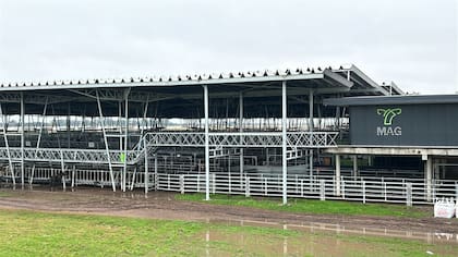 El Índice Novillo del Mercado Agroganadero quedó en $2876,193