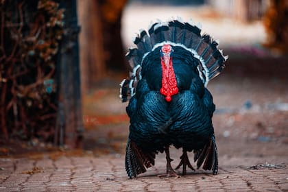 El indulto al pavo es una ceremonia en donde el presidente del país norteamericano le perdona la vida a un ejemplar de esta especie y lo libra de acabar en la mesa de alguien durante el Día de Acción de Gracias
