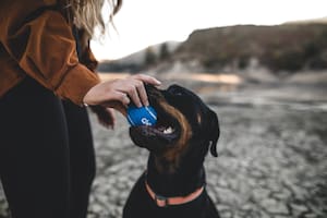 El inédito sueldo como cuidador de perros que apareció en una búsqueda de empleo de LinkedIn