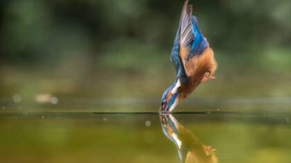 El ingeniero Eiji Nakatsu había observado que el martín pescador apenas salpicaba al zambullirse