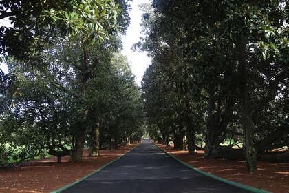 El ingreso a Augusta National por Magnolia Lane, un lugar solo para privilegiados