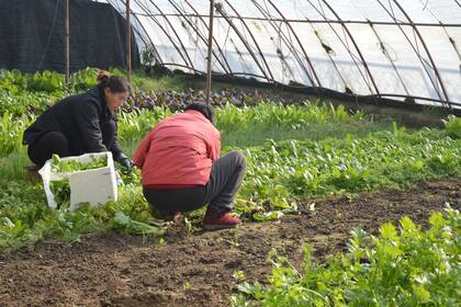 El ingreso anual promedio de un agricultor en Nueva Jersey es menos de US$50.000 y la edad promedio es de 60 años, la norma busca cambiar ese panorama. (Canva)