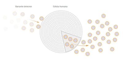 El ingreso de la variante ómicron en las células humanas