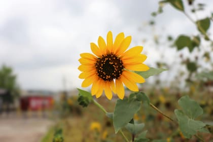 El inicio de la primavera el 20 de marzo de 2026 marca el equinoccio, el instante preciso en el que los rayos solares caen de manera directamente perpendicular sobre el ecuador