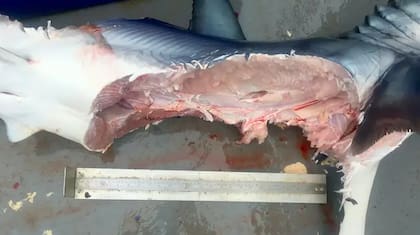 El inquietante resultado del ataque de un tiburón blanco a uno más pequeño