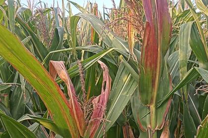 El insecto chicharrita Dalbulus maidis suele encontrarse más hacia el norte pero este año bajo hacia el sur