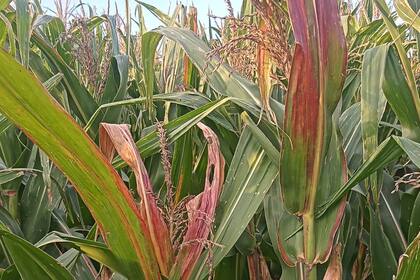 El insecto chicharrita suele encontrarse más hacia el norte pero este año bajo hacia el sur