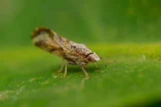 Preocupación por el avance de un vector que tiene en vilo a la citricultura