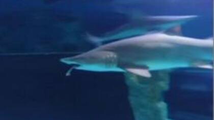 El insólito hecho ocurrió en un acuario de Corea del Sur