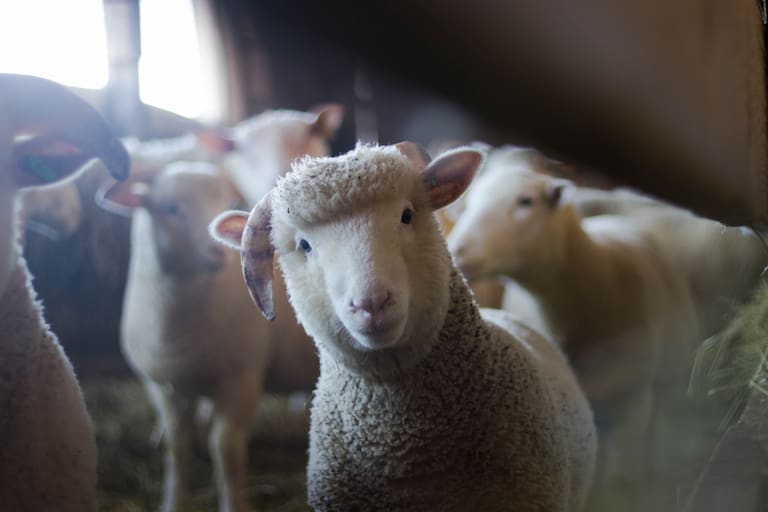 Un rebaño de ovejas se comió 300 kilos de marihuana y lo que hicieron después dejó boquiabierto a más de uno 