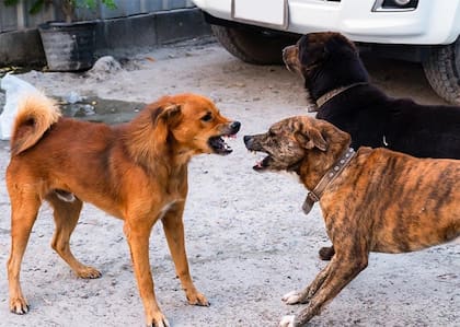 El instinto de territorialidad puede causar conflictos cuando un perro ve amenazado su espacio