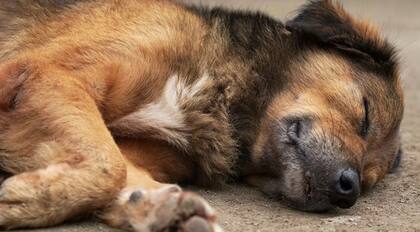 El Instituto Pasteur ofrece un servicio de cremación sin cargo