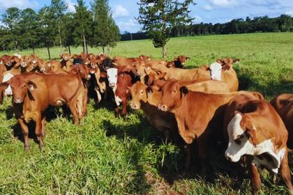 El INTA brindó una serie de puntos para el traslado de la ganadería en medio de la fuerte crecida de los ríos de las provincias de Corrientes y Entre Ríos