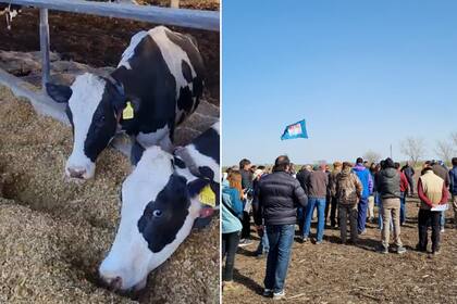 Mostraron cómo trabaja un tambo robot: los detalles y las claves de su manejo 2 El INTA realizó una jornada de Encuentros Lecheros