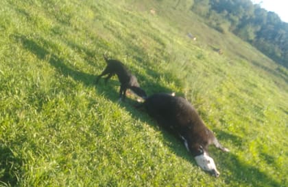 El intercambio de disparos con una fuerza de seguridad habría frustrado su intento de carnear las vacas