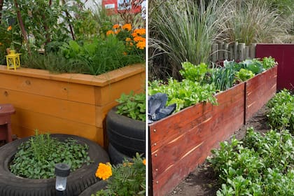 El interés por cultivar los propios alimentos, se vio asociado al confinamiento por la cuarentena y también a la crisis económica.