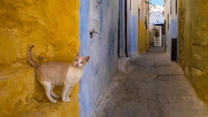 El interés por descubrir de dónde viene el color de ciertos gatos incluyó investigadores en Japón y en EE.UU.