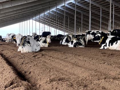 El interior de un galpón con cama de estiércol traído de los piquetes del dry lot