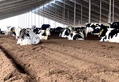 Una tormenta le arruinó todo, pero fue el punto de inflexión para cambiar el negocio 3 El interior de un galpón con cama de estiércol traído de los piquetes del dry lot