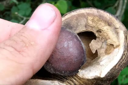 El interior de un haba de San Ignacio