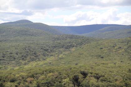 El interior del Parque Nacional Defensor del Chaco, donde esperan encontrar al guía argentino de 77 años