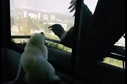 El inusual encuentro entre esstas dos especies de animales se produjo en lo alto de un edificio de Santiago de Chile
