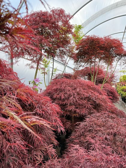 El invernáculo de grandes ejemplares atesora los Acer con más años, verdaderas joyas que serán los protagonistas del nuevo proyecto del jardín botánico de Martín y María Inés