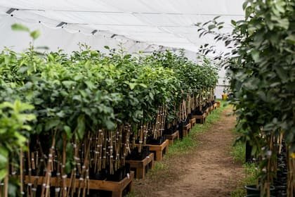 El invernadero cuenta con 4500 plantas que tienen el cuidado adecuado para soportar el frío
