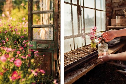 El invernadero de Alín, donde cada flor comienza desde una minúscula semilla para luego ir tomando protagonismo en el jardín