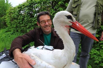 El investigador Martin Wikelski con una cigüeña blanca etiquetada. / MPIAB, Christian Ziegler