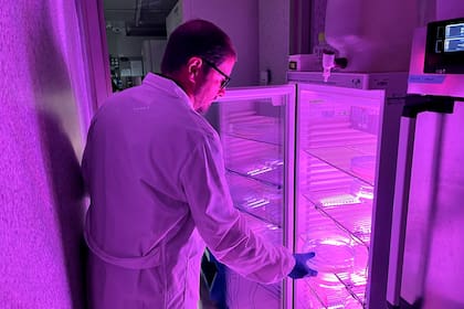 El investigador Sebastián Najle, coautor del trabajo, maneja los placozoos en el Centro de Regulación Genómica, en Barcelona.