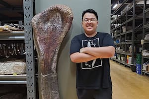 Identificaron un nuevo dinosaurio gigante a partir de fósiles en Tailandia
