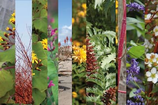 Arco iris de invierno: 7 plantas con flores de que le dan color al jardín