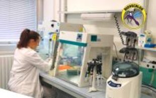 El italiano es el único laboratorio en Europa que produce mosquitos estériles
