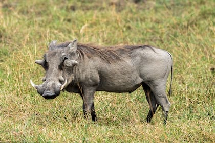 El jabalí es considerado una especie invasora en el país que, a su vez, puede generar daños ambientales y riesgos, explicó el especialista. Pueden desplazarse largas distancias en búsqueda de alimento y refugio, y si bien suelen evitar el contacto con personas, pueden reaccionar de manera agresiva si se sienten amenazados o acorralados.