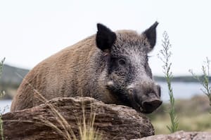 El jabalí invadió diversas regiones del país