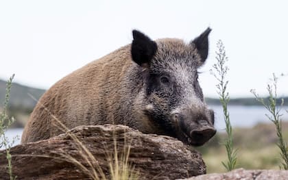 El jabalí, un animal que genera daños a la producción