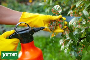 El truco natural y baratísimo que está cambiando la forma de cuidar el jardín