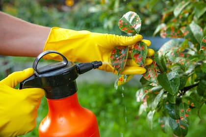 El jabón potásico con genera resistencia en las plagas, uno de los grandes problemas de los productos convencionales