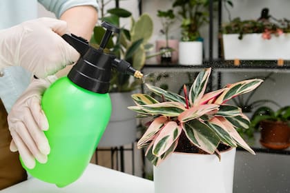 El jabón potásico está elaborado a partir de ácidos grasos vegetales y potasio