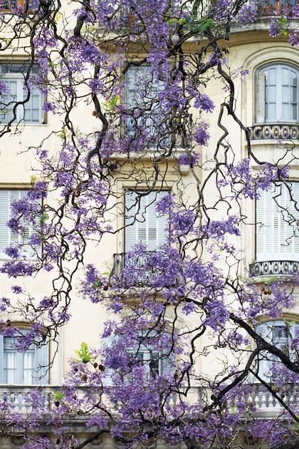 El jacarandá (Jacaranda mimosifolia) se luce durante noviembre. En la plaza Lavalle.