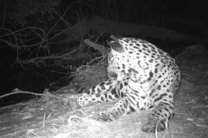 Impactante: el momento en que un jaguar se enfrenta a un cocodrilo y lo echa de su territorio