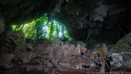 El jaguar es una de las especies en peligro de extinción en la selva por donde circula el Tren Maya