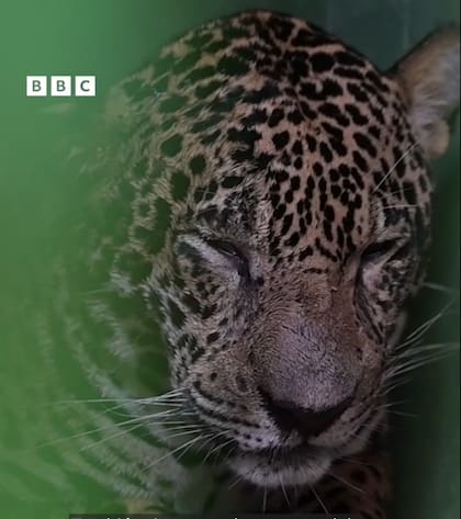 El jaguar fue atendido por un grupo de veterinarios que le salvaron la vida (Captura: BBC)