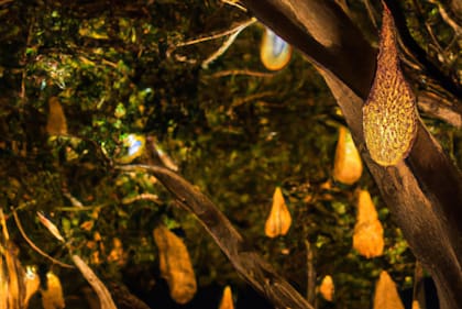 El Jardín Botánico de Buenos Aires se transformará en un museo lumínico